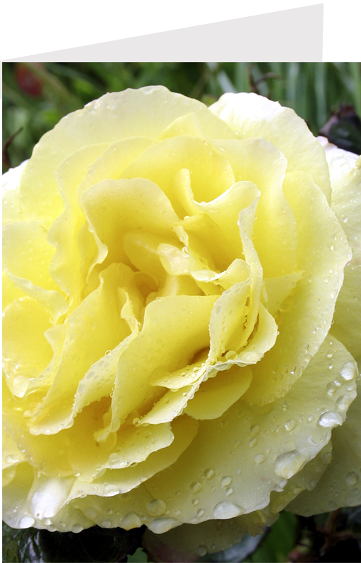Close-up of a a yellow rose by stephane loustalot photography www.loustalotphotography.co.uk