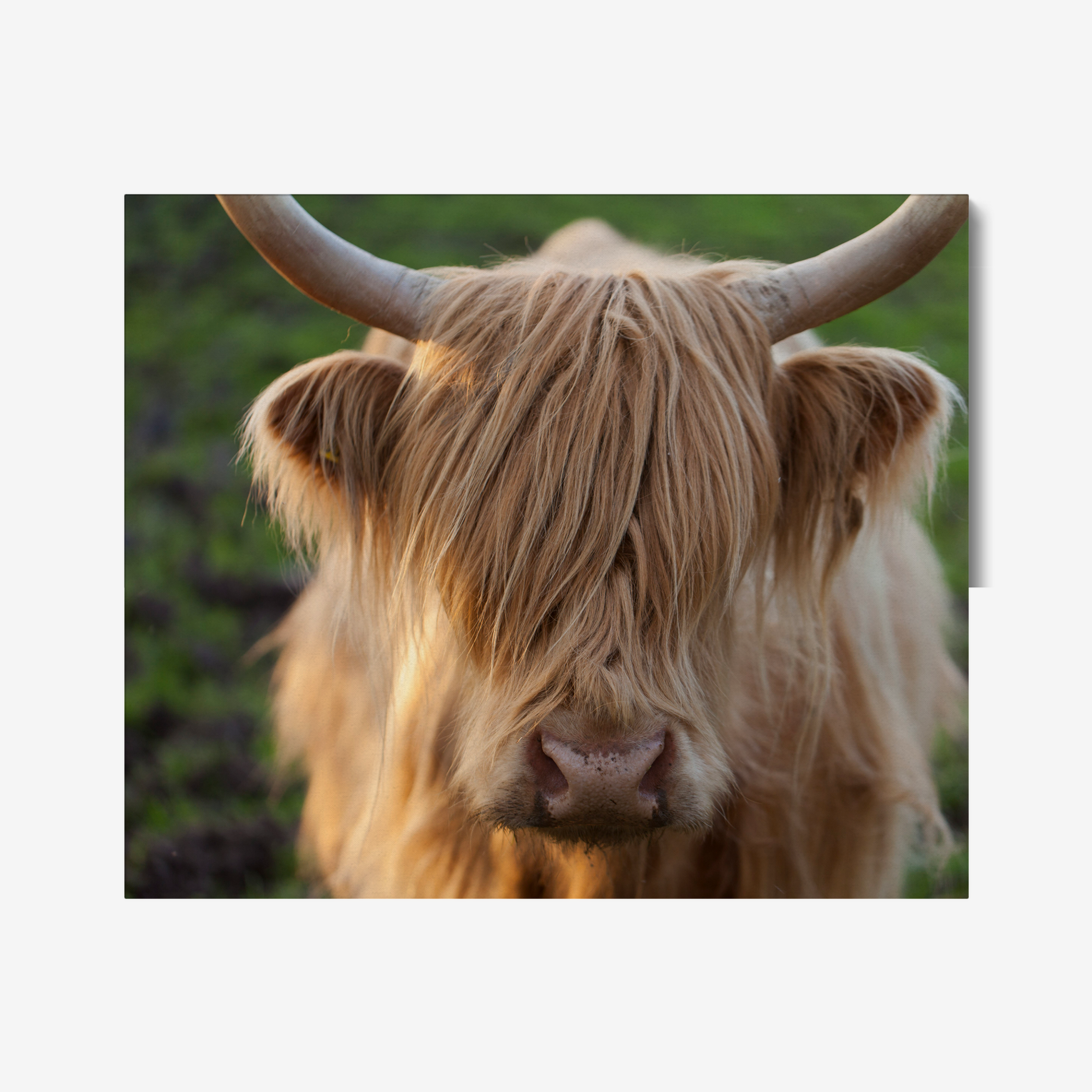 highland cow