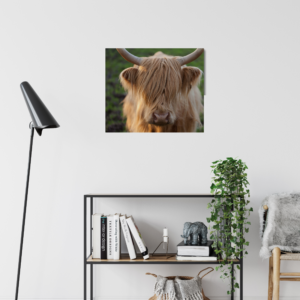 Highland cow