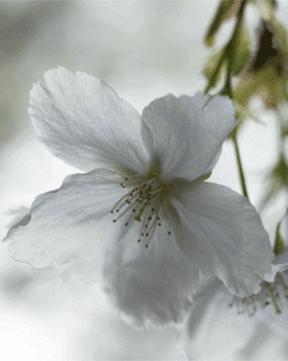 ecard wedding wishes - pear Blossom