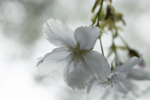 ecard wedding wishes - pear Blossom