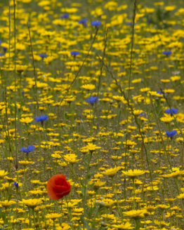 red poppy in blue and yellow meadow